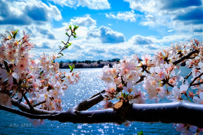 Cherry Blossoms 2017 -26-Edit
